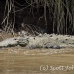 crocodile_american_tar_h_1458_cos2461.jpg